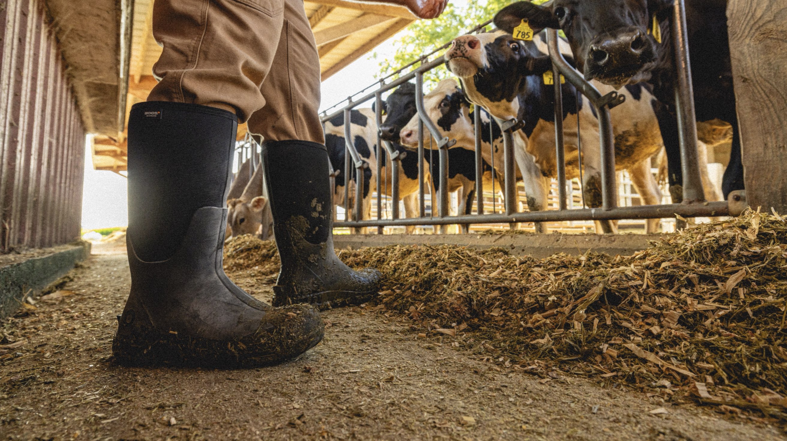 Click to shop the men's classic seamless. Image features a man feeding his cows wearing our Classic Seamless tall work & farm boot in black