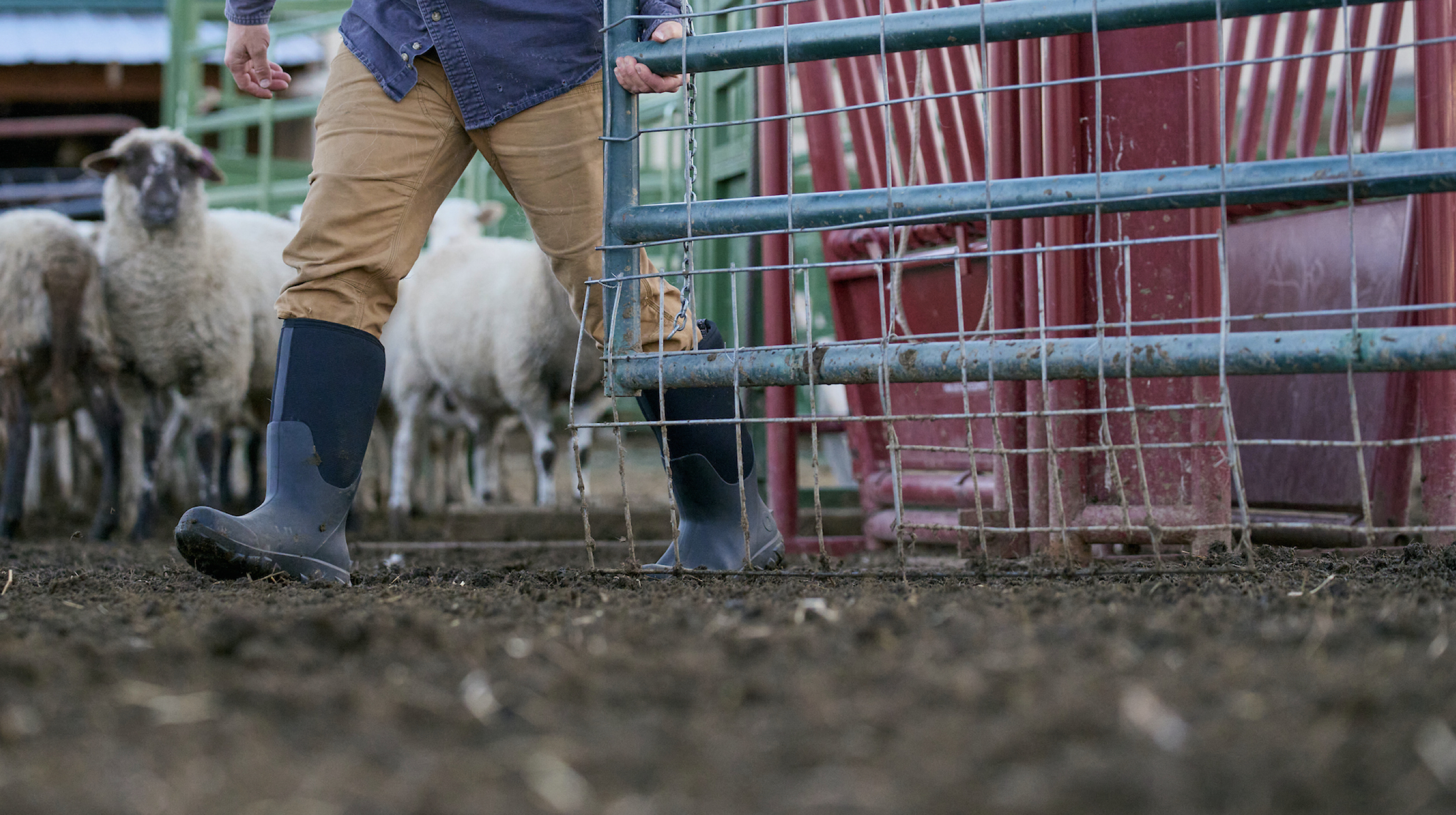 Click to shop the men's classic seamless. Image features a man walking into a sheep pasture. 