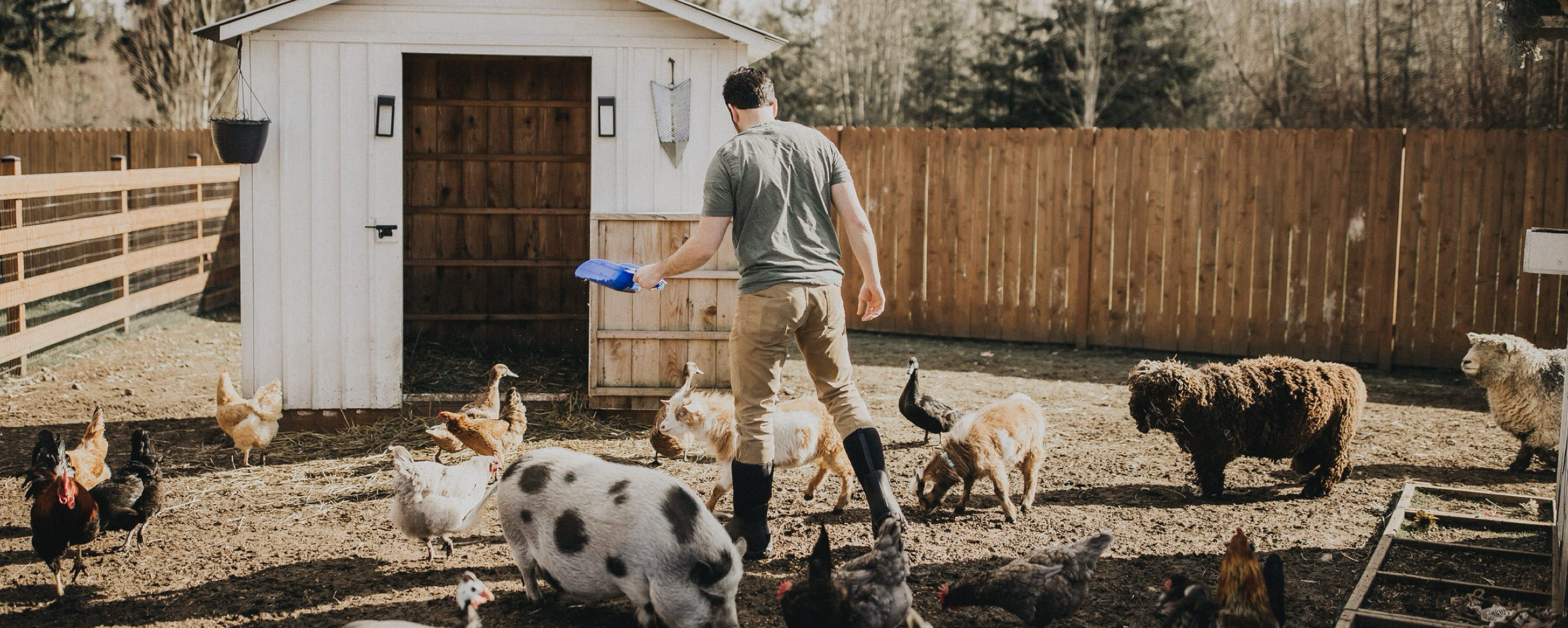 A man feeding his farm animals in his backyard.  Shop our Men's Workman boots in black