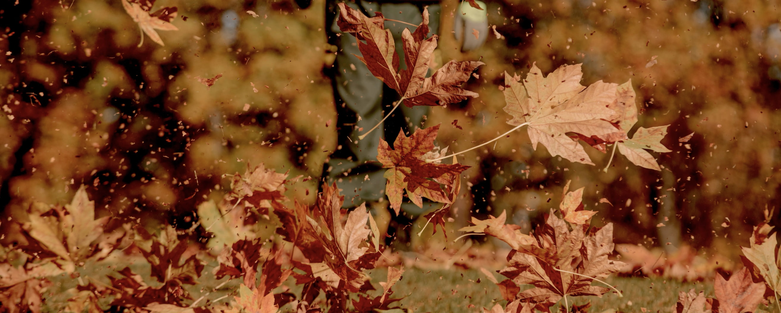 Leaves being blown in the air.  Shop our women's fall essentials.