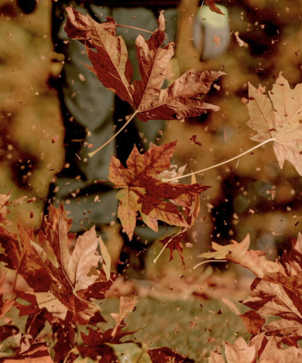 Leaves being blown in the air.  Shop our women's fall essentials.