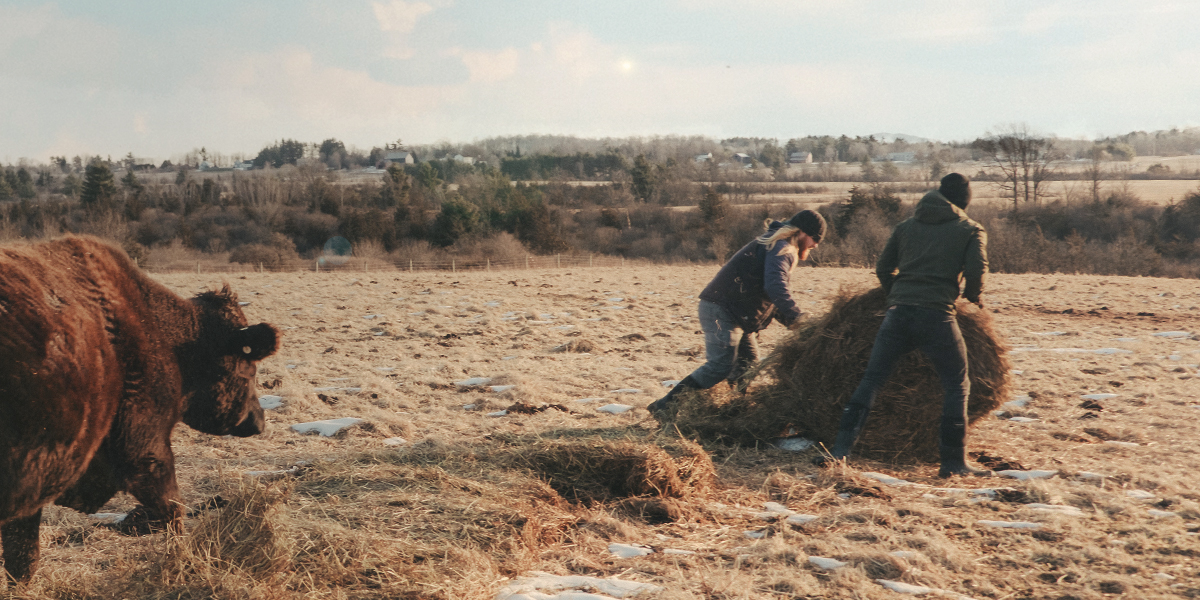 Shop men's winter boots featuring 2 men in a cow pasture.