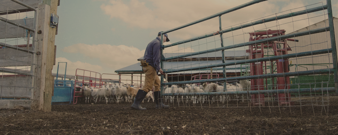 Shop men's work boots featuring a man letting sheep out to pasture. 