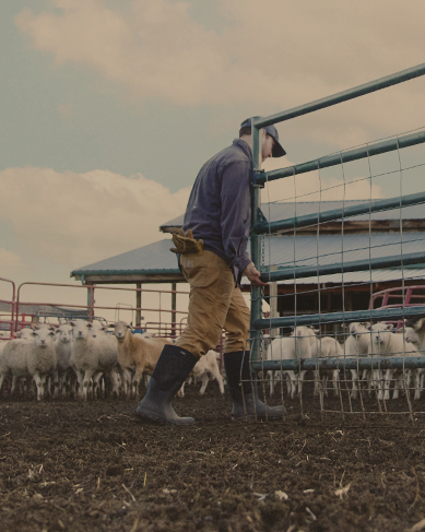 Shop men's work boots featuring a man letting sheep out to pasture. 