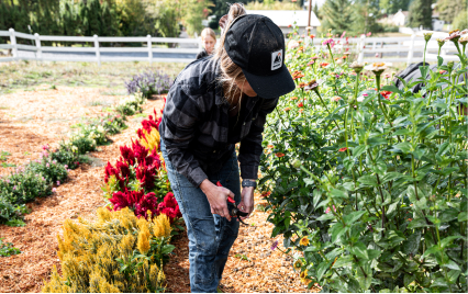 Image features a woman bent over                to cut flowers in a field.