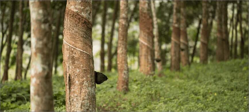 Click here to learn more about our eco initiatives and what we are doing to decrease our bootprint. The picture shown is a wooden tree landscape.